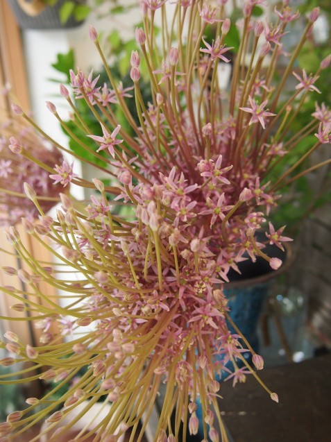 個性的な形がステキ！【アリウムシューベルティ】 - ルーシュの花仕事