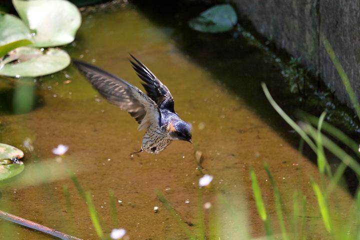 コシアカツバメが撮れなくて_b0191934_22425179.jpg