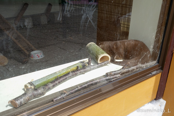 2017/05/01 大森山動物園 わらびちゃんの屋外展示場訓練_b0330044_22450651.jpg