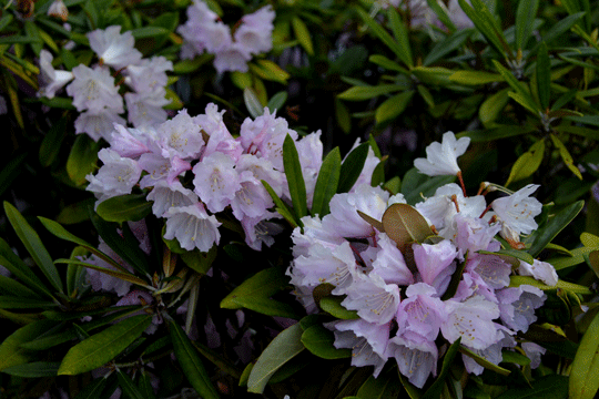 c0093046_1910344.gif