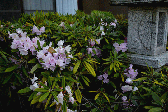 c0093046_1995197.gif