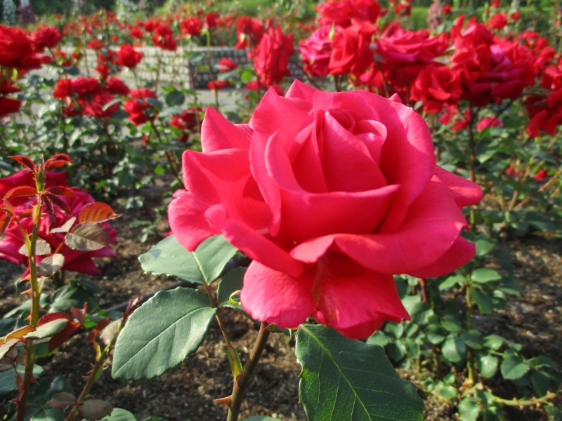 Roses, Peonies, and Poppies in Nagai Botanical Garden_e0046748_00202653.jpg