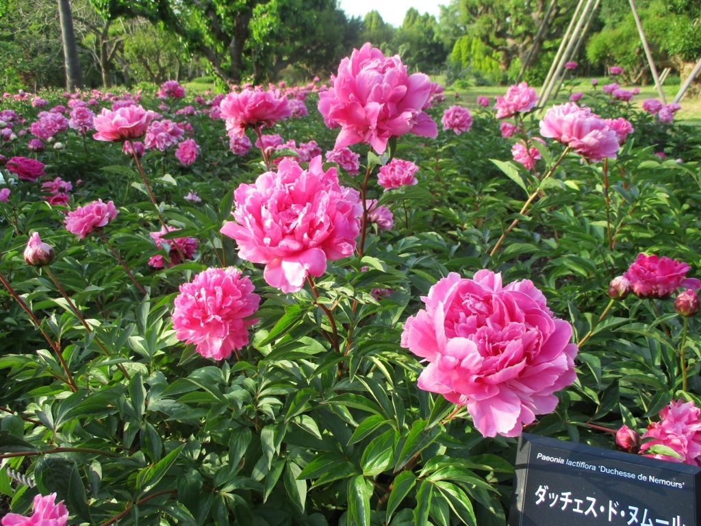 Roses, Peonies, and Poppies in Nagai Botanical Garden_e0046748_00202924.jpg