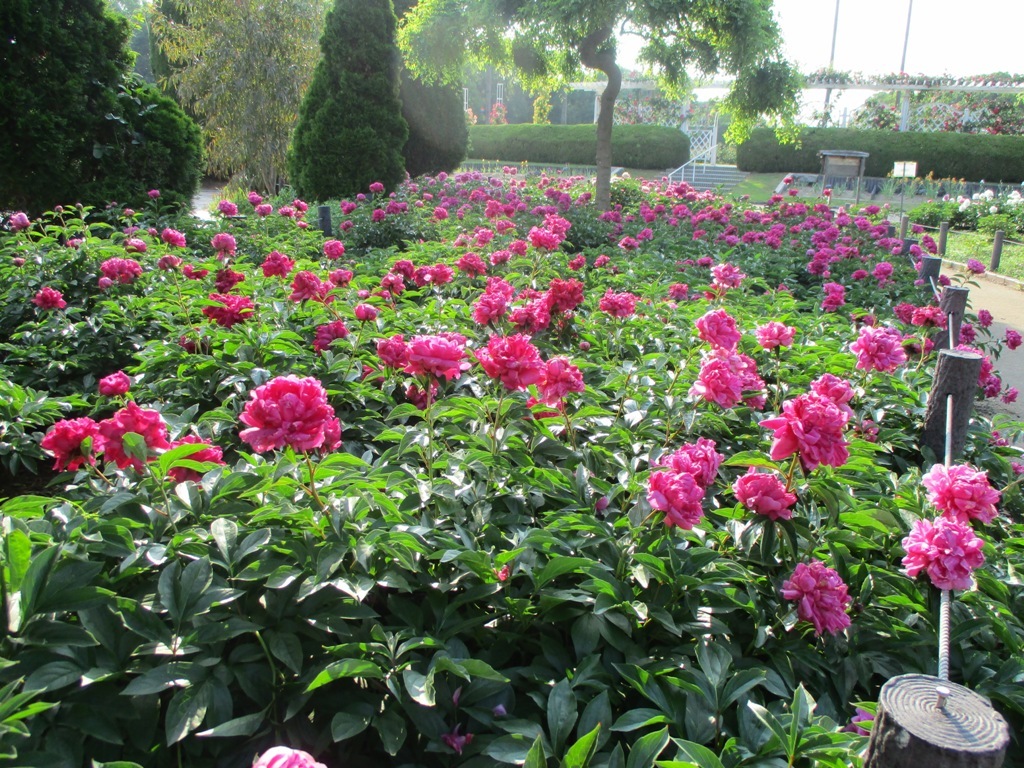 Roses, Peonies, and Poppies in Nagai Botanical Garden_e0046748_00203392.jpg