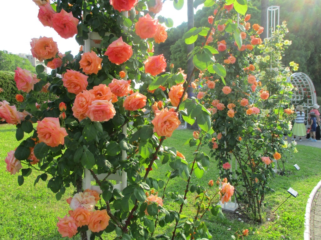 Roses, Peonies, and Poppies in Nagai Botanical Garden_e0046748_00210590.jpg