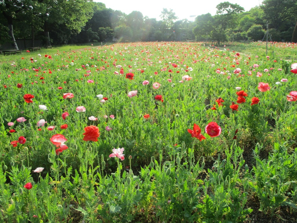 Roses, Peonies, and Poppies in Nagai Botanical Garden_e0046748_00211014.jpg