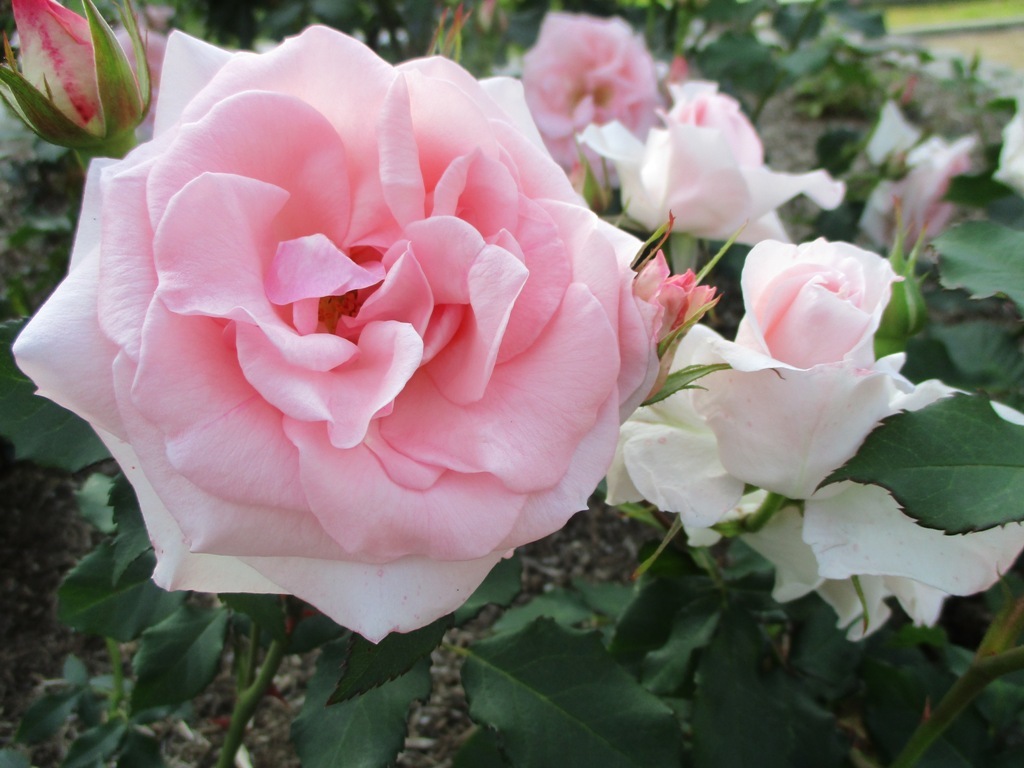 Roses, Peonies, and Poppies in Nagai Botanical Garden_e0046748_00211408.jpg