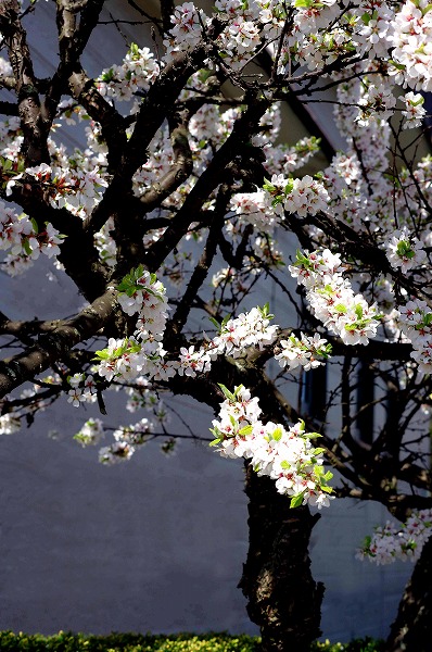 最新山桜桃梅は何と読む すべての美しい花の画像