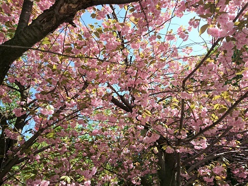 北海道庁の桜が満開！！ - 乳酸菌ベルムビアン情報ブログ
