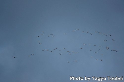 ベリーズの自宅上空を飛ぶトキたち_b0132475_22260427.jpg