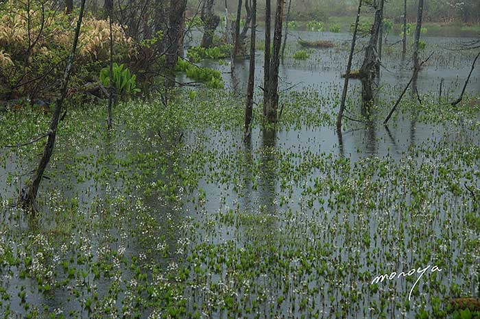 雨の湿原_c0085877_4511717.jpg