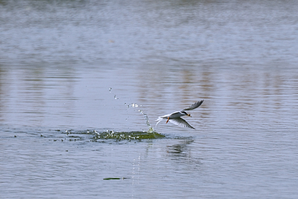 a0143780_14242070.jpg