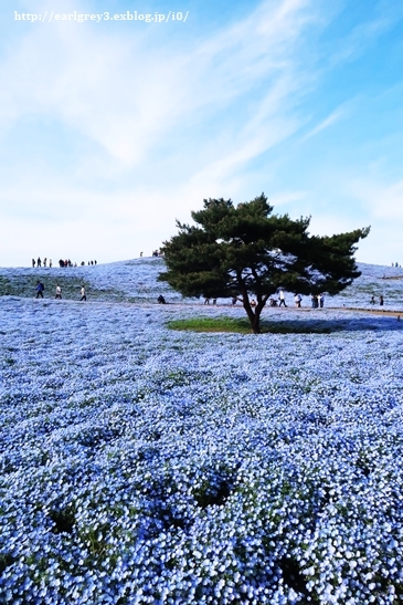 花巡り 東武トレジャーガーデン → ひたち海浜公園_d0353281_00414555.jpg