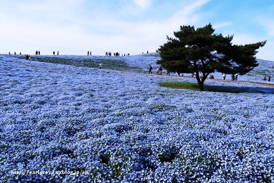 花巡り 東武トレジャーガーデン → ひたち海浜公園_d0353281_00424272.jpg