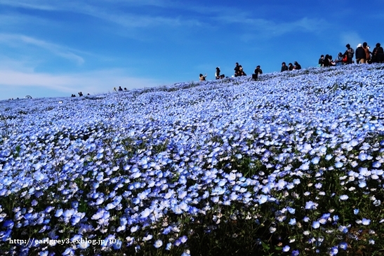 花巡り 東武トレジャーガーデン → ひたち海浜公園_d0353281_00434659.jpg