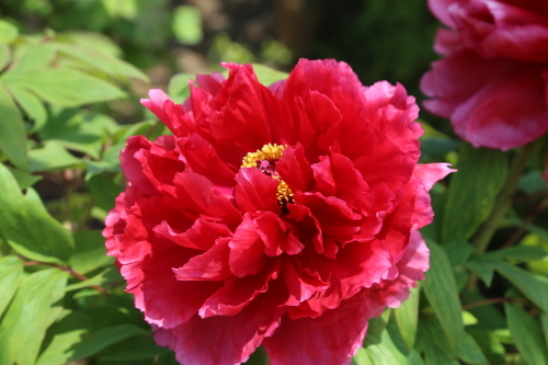 花の女王　牡丹　４月２４日_a0344383_06152835.jpg