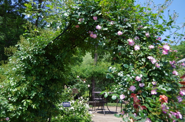 満開の薔薇園　～　とちぎ花センター_b0356401_21534014.jpg