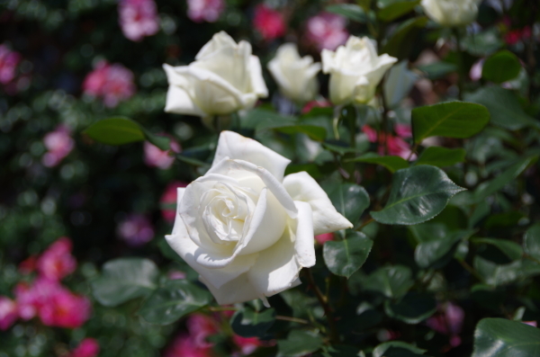 満開の薔薇園　～　とちぎ花センター_b0356401_21585280.jpg