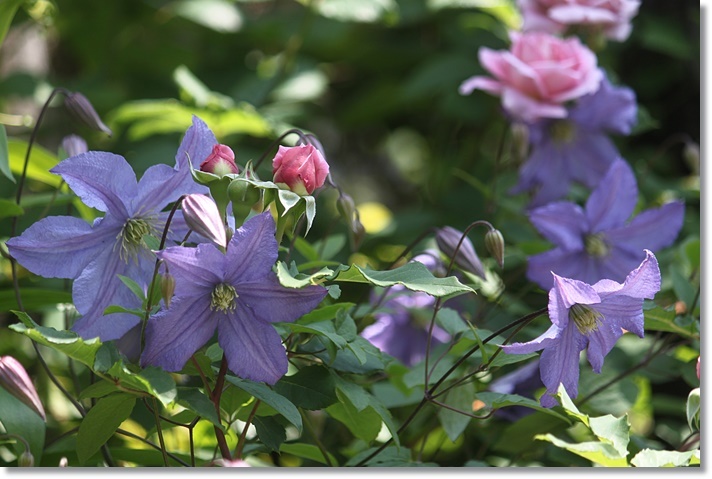 プリンスチャールズ 他 小さな庭で