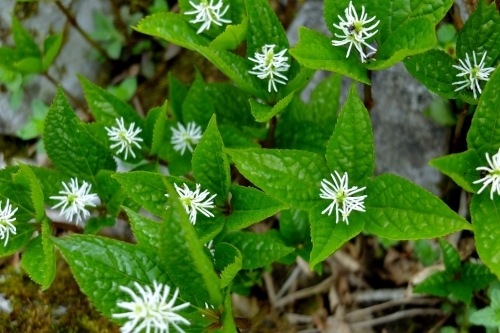 花の藤原岳②ヒトリシズカ物語_e0304001_07231399.jpg