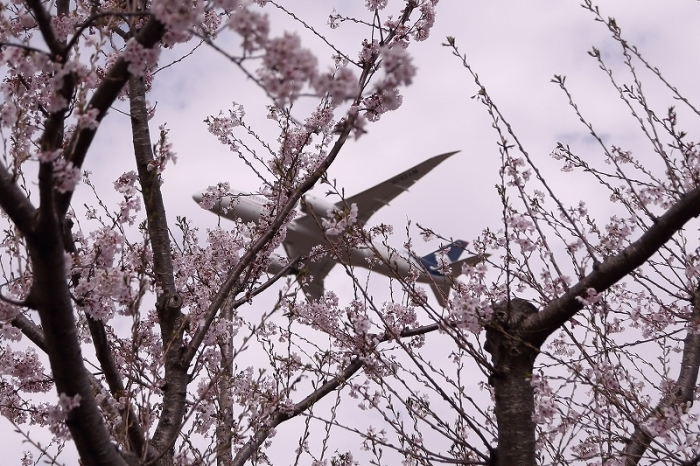 「圧倒的桜。２０１７」、５月２０日は１２９名のエキサイト・ブロガーが、桜の写真で参加中。_b0291402_08334122.jpg