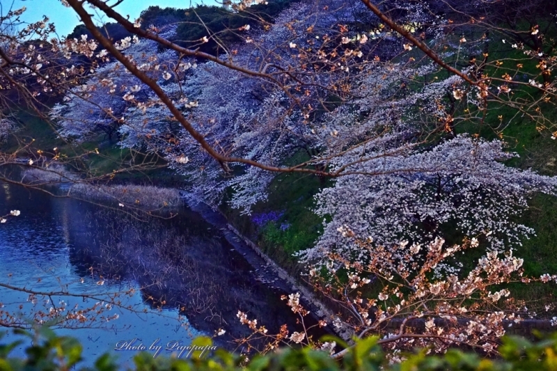 圧倒的桜2017　参加　「私の桜　思い出せなくなるその日まで・・・」_f0369005_15251095.jpg