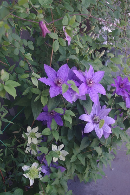 c0147909_07434254.jpg