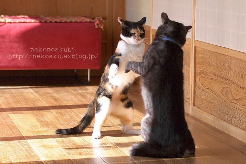猫相撲宇佐場所 ねこのあくび 猫相撲宇佐場所 ねこのあくび