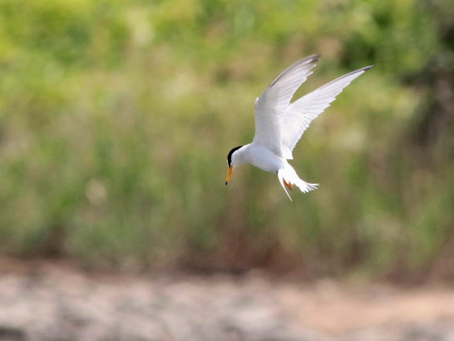 久し振りに挑戦したコアジサシ飛翔風景　　　東京港野鳥公園_d0346713_18553236.jpg