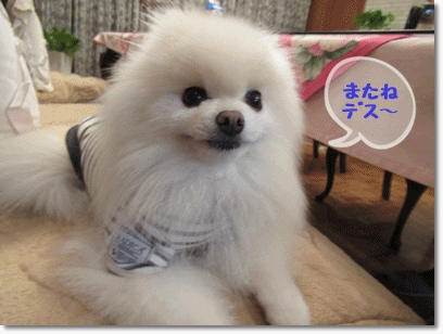 b0167519_13504997.gif