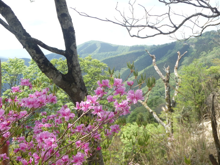 時雨山～白鳥山縦走_f0193521_8505756.jpg