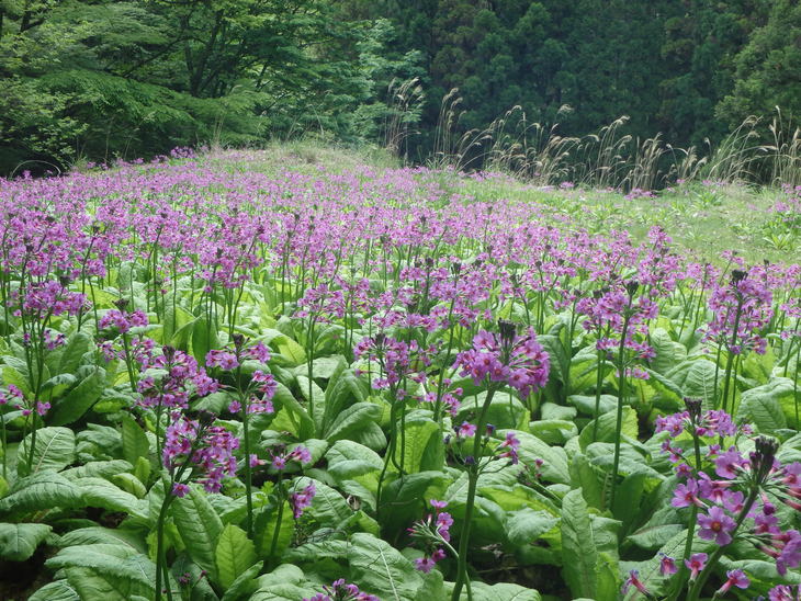 時雨山～白鳥山縦走_f0193521_910993.jpg