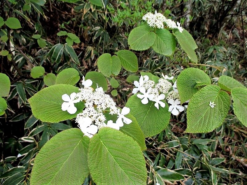 前橋市 赤城山 雨あがりの黒檜山から駒ヶ岳 Kurobisan Komagatake In Mount Akagi やっぱり自然が好き