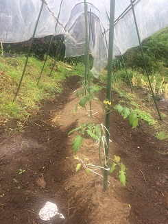 雨の中、田植え_b0310922_06024094.jpg