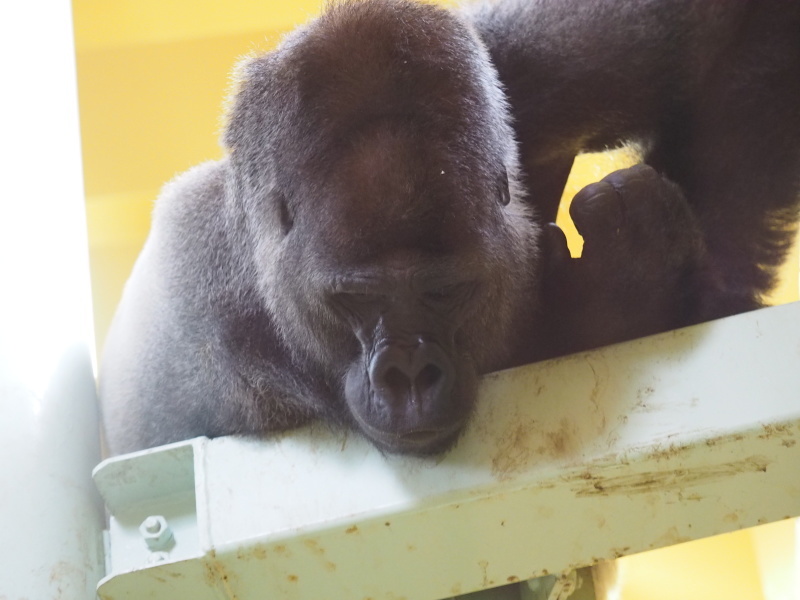 モモタロウも災難だったね。京都市動物園2017/5/13_e0363539_19320399.jpg