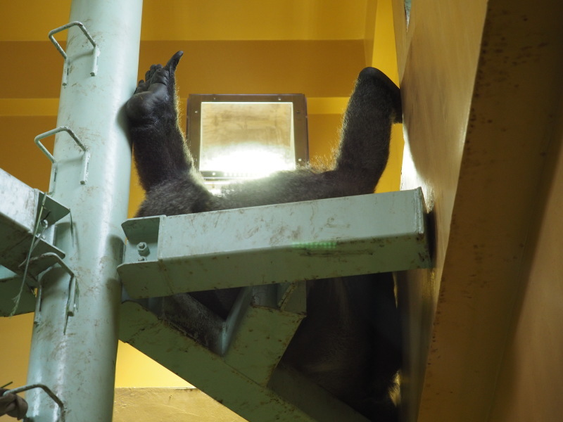 モモタロウも災難だったね。京都市動物園2017/5/13_e0363539_19383859.jpg