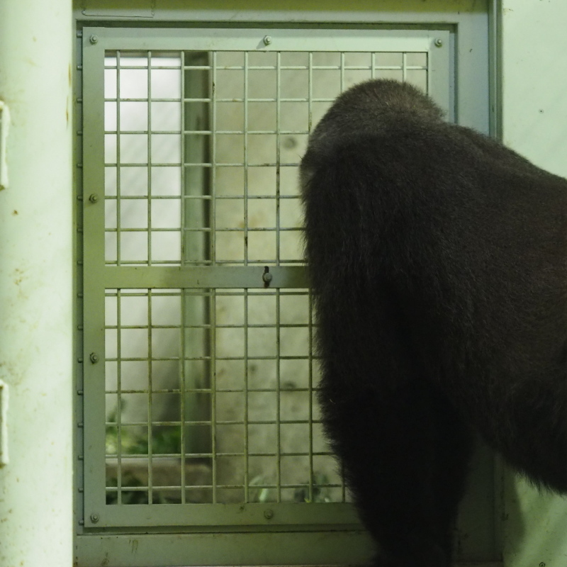 モモタロウも災難だったね。京都市動物園2017/5/13_e0363539_20172998.jpg