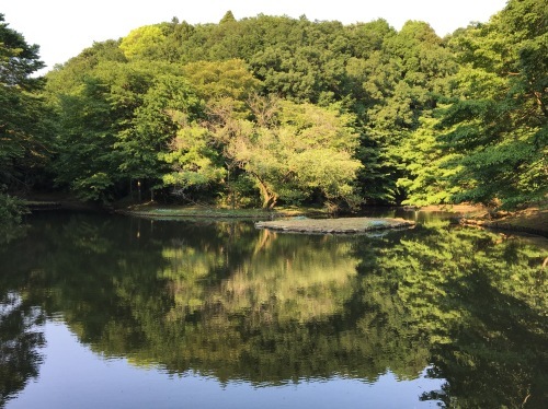 5月の夕暮れ…谷戸山公園_b0330040_21534643.jpg