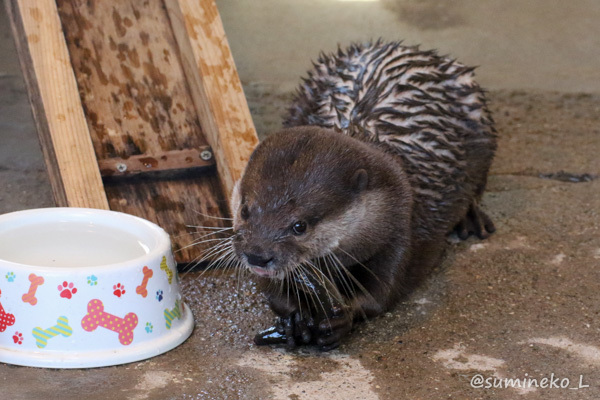 2017/05/01 大森山動物園 わらびちゃんの屋外展示場訓練_b0330044_01070494.jpg