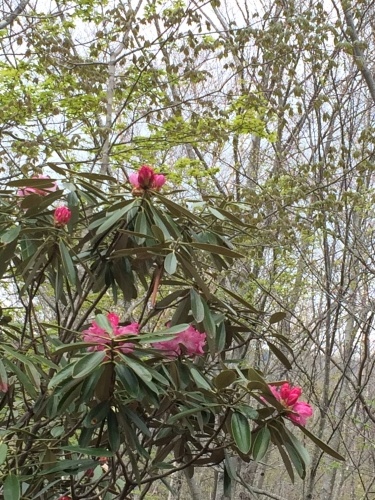 戸渡尾根の様子_c0369344_17221328.jpg