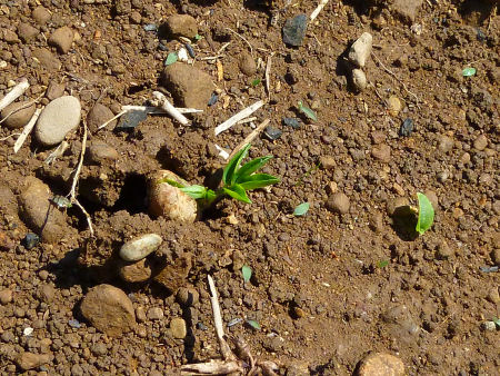 b0002549_11541033.jpg