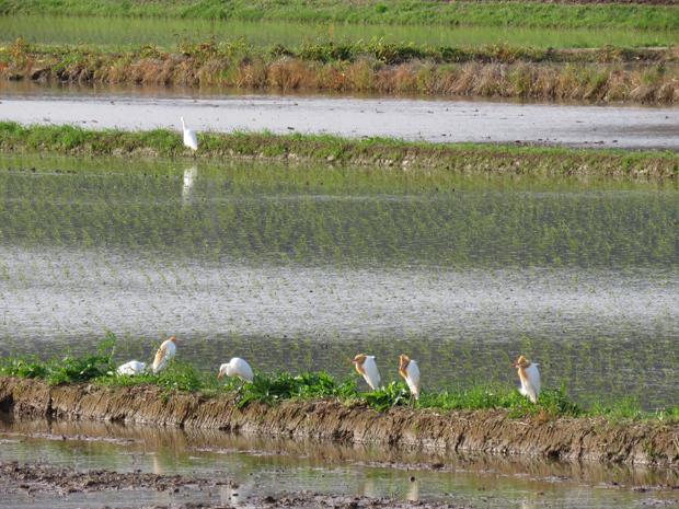 アマサギなど_f0214649_04315652.jpg