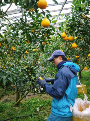 父の日ギフトにおすすめ!(2025) 熊本県産!デコポン(肥後ポン)大好評発売中!父の日ギフトも受付開始_a0254656_17503946.jpg