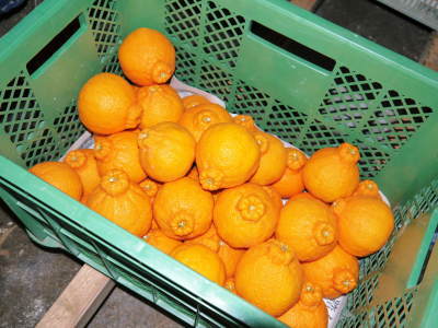父の日ギフトにおすすめ!(2025) 熊本県産!デコポン(肥後ポン)大好評発売中!父の日ギフトも受付開始_a0254656_18370553.jpg
