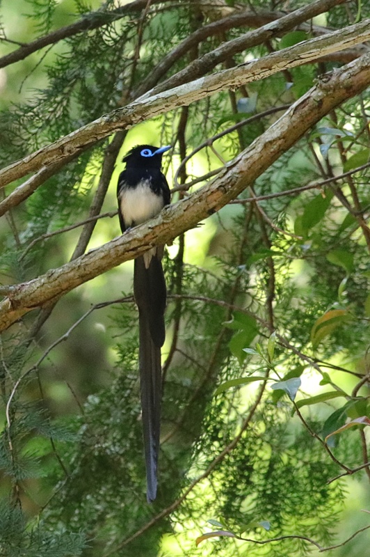 今季初のサンコウチョウ♪_a0167759_1365141.jpg