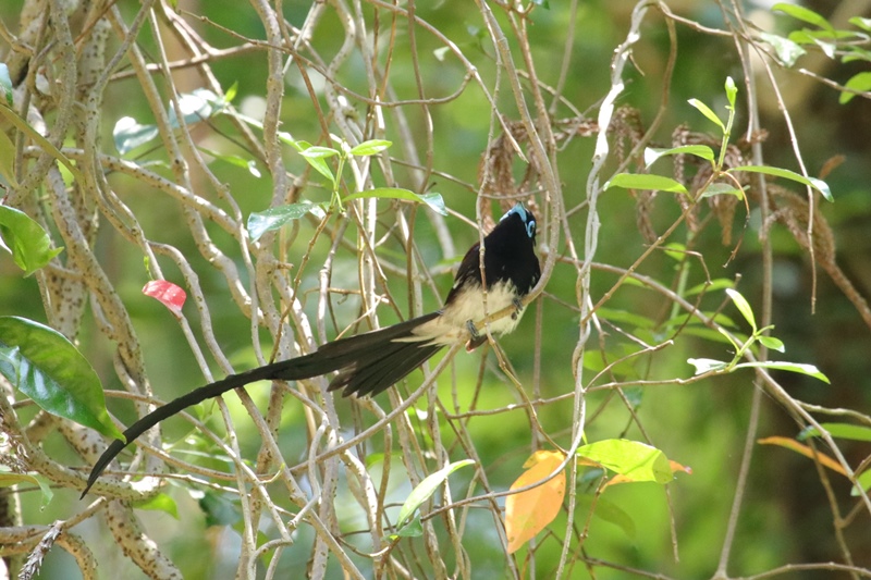 今季初のサンコウチョウ♪_a0167759_1373093.jpg