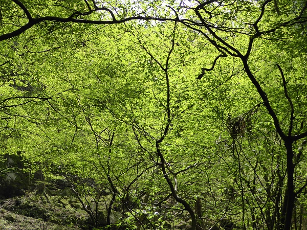 ひめちゃご79　神武天皇の足跡の話まで来たが_c0222861_20392935.jpg