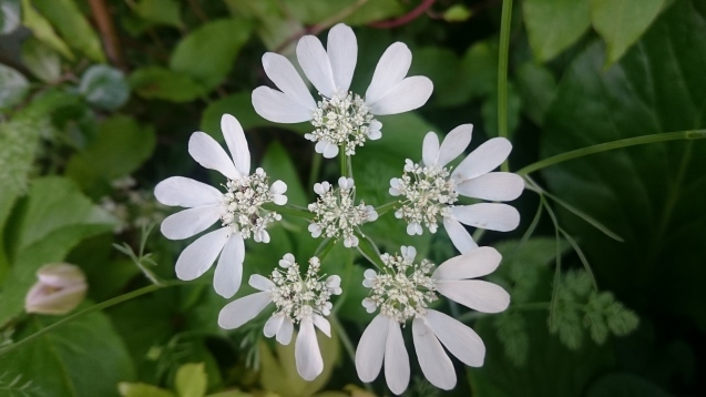 桜→チューリップ→ハナミズキの次はいよいよ薔薇！_a0354367_16101624.jpg