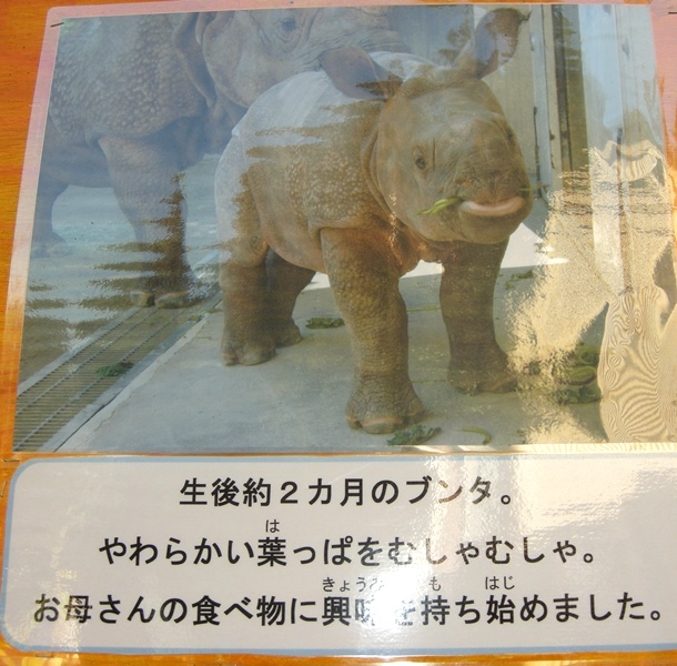 名古屋 東山動物園のインドサイのブンタ 17 05 13 ごきげんよう 犀たち
