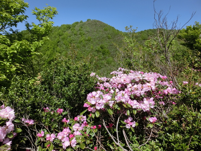 No466シャクナゲ満開の石川県火燈山～富士写ケ岳_b0185573_1254979.jpg